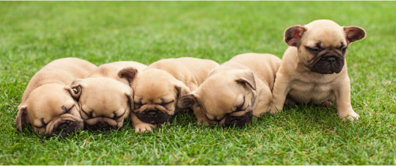 Где взять щенка французского бульдога и на что обращать внимание когда берешь щенка