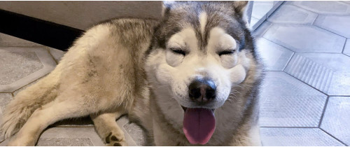 Что делать если собаку укусила пчела или оса