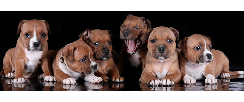 Кто такой заводчик и как его выбрать