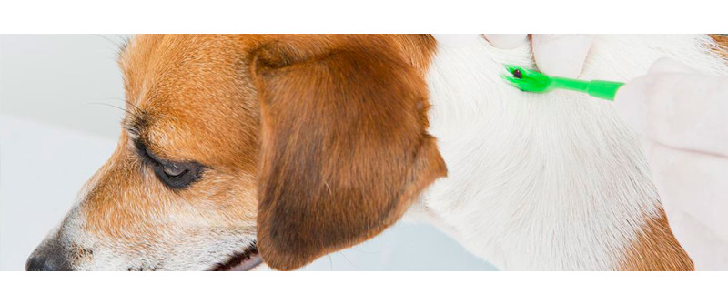 У собаки клещ - что делать?