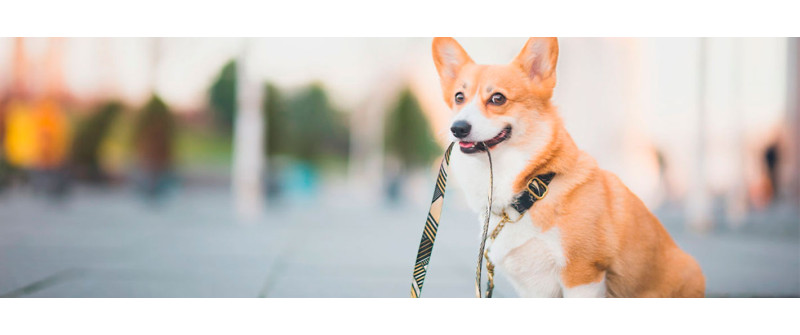 Как часто надо гулять с собакой