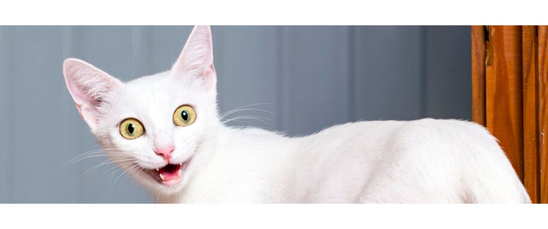 Какой корм лучше для стерилизованных кошек