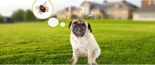 Как защитить собаку от клещей