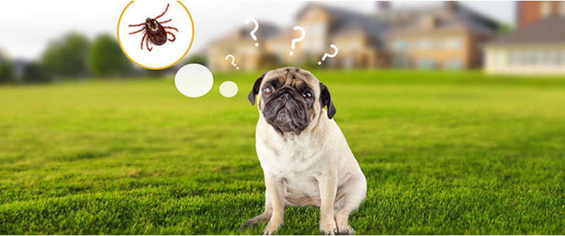 Как защитить собаку от клещей