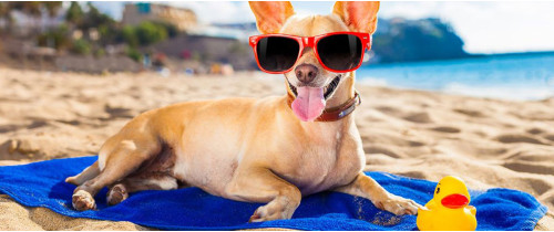 Планируете поехать в отпуск с собакой?