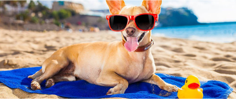 Планируете поехать в отпуск с собакой?