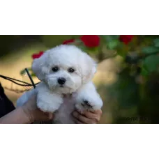 Wavy Gift of God - питомник Бишон Фризе в Тернополе