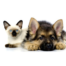 Ветеринарный Врач на дом