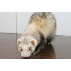 Харьковский ветеринарный госпиталь