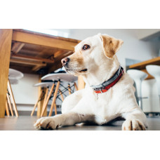 Ветеринарная клиника «Талисман»