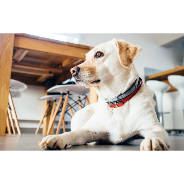 Ветеринарная клиника «Талисман»