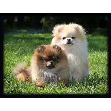 Star of Julia - розплідник голден ретріверів у Полтаві