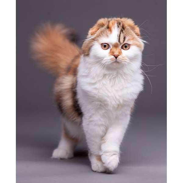 Kelfirey - питомник шотландских кошек в Каменском