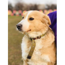 Приют Дай лапу, друг