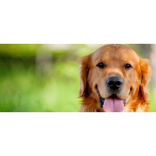 Ветеринарный госпиталь «Степ»