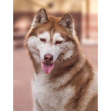 Shaggy Land - розплідник Сибірських хаски та Коллі довгошерстих у Кропивницькому