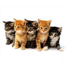 Ветеринарная клиника «PetClinikKet»