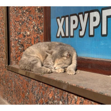 Ветеринарная клиника «ЛяМур»