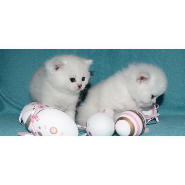 Snow Miracle - питомник британских кошек в Харькове