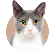 Сеть ветеринарных клиник «Алден-вет»