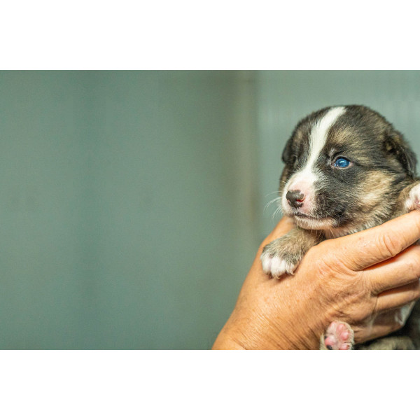 Приют для животных Gostomel Shelter