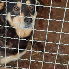 Приют Бест френдс