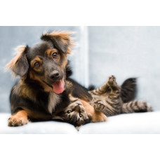 Ветеринарная клиника «Ветмир»