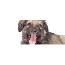 КП Житомирський центр захисту тварин