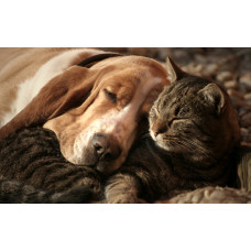 Ветеринарная клиника «Дружок» в Черновцах