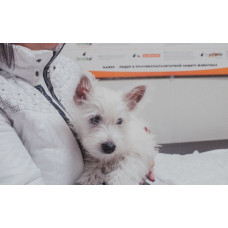 Ветеринарная клиника «Доктор Котоffский»