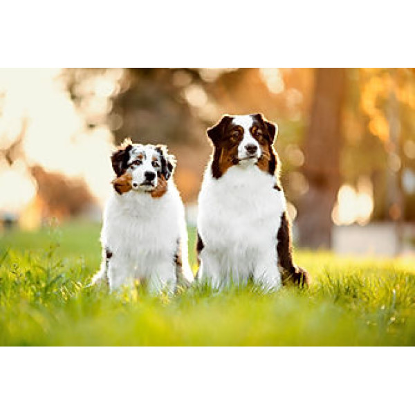 Dizzy Marble - питомник Австралийских овчарок в Киеве