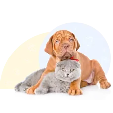 Ветеринарная клиника «Їжачок»