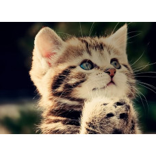 Ветеринарная клиника «Veterynar Dodomut»