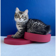 Wild Silver Tail - заводчик курильских бобтейлов в Запорожье