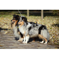 Elven Garden Shelties - питомник шелти в Киеве