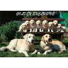 Golden Exclusive - питомник голден ретриверов в Одессе