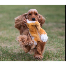 Golubaya Zhemchuzhina - питомник Английских кокер-спаниелей в Днепре