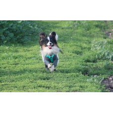 Norabelle - питомник папильонов в Днепре