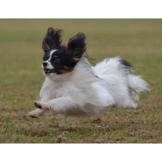 OshaTosha - питомник папильонов в Днепре