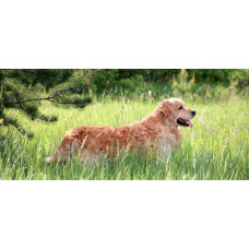 Sunshine Mrija - розплідник голден ретріверів у Харкові