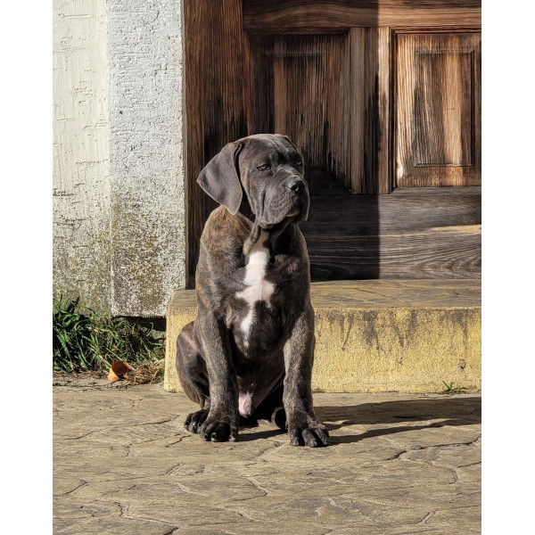 Dominus Dog - питомник Кане-корсо в Киеве