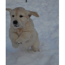 Жемчужина Юга - питомник голден ретриверов в Мелитополе
