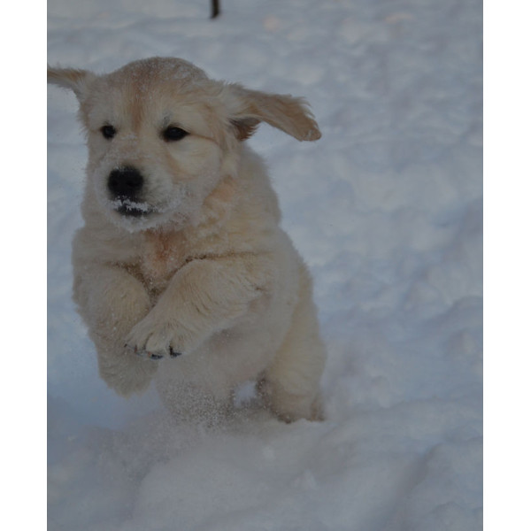 Жемчужина Юга - питомник голден ретриверов в Мелитополе