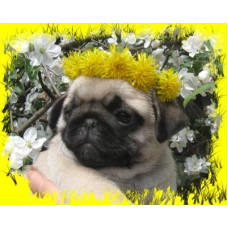 Лакомый кусочек - питомник мопсов в Полтаве