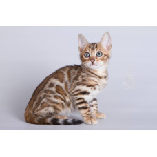 Royal Cats - розплідник екзотичних домашніх кішок у Києві