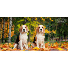 Барстейл - питомник Биглей в Киеве