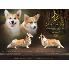 Заводчик Корги в Днепре