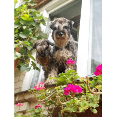 Grey Olen - питомник шнауцеров в Чернигове