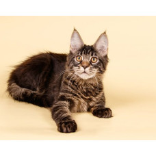 Black Faraon - питомник мейн-кунов в Киеве