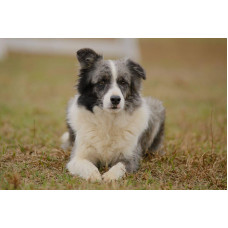 Kisses of Angel - питомник Бордер колли в Киеве